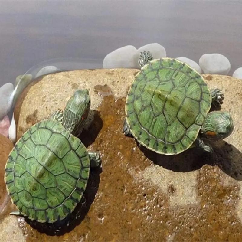 巴西乌龟多少钱一只